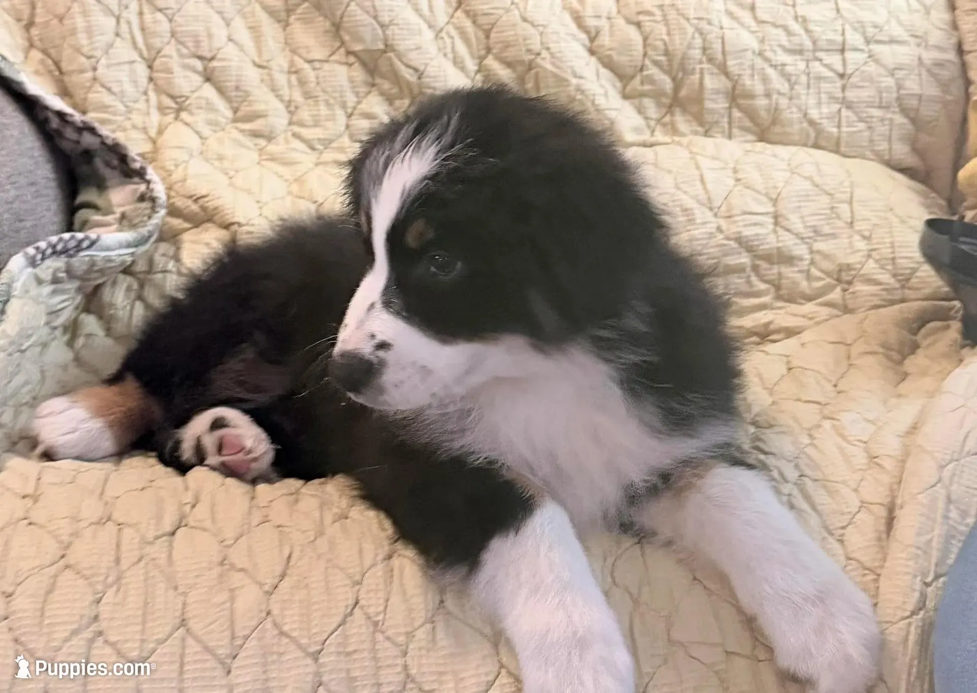 Easter Special Freckles -Black Tri, a male Australian Shepherd for sale in Colton, CA – Photo 2 of 7