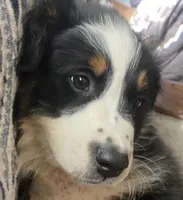 Freckles -Black Tri, a male Australian Shepherd for sale in Colton, CA – Photo 2 of 6