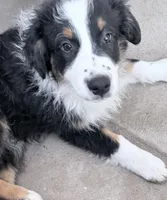 Freckles -Black Tri, a male Australian Shepherd for sale in Colton, CA – Photo 3 of 6