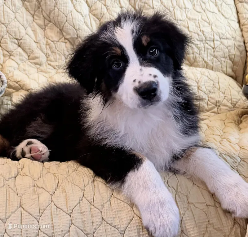 Black Tri – Australian Shepherd puppy for sale in Colton, CA