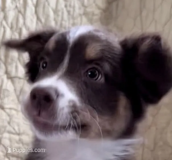 Red Tri – Australian Shepherd puppy for sale in Colton, CA