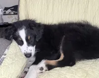 Easter Special Freckles -Black Tri, a male Australian Shepherd for sale in Colton, CA – Photo 7 of 7