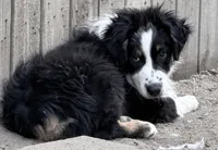 Easter Special Freckles -Black Tri, a male Australian Shepherd for sale in Colton, CA – Photo 6 of 7