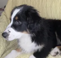 Easter Special Freckles -Black Tri, a male Australian Shepherd for sale in Colton, CA – Photo 5 of 7