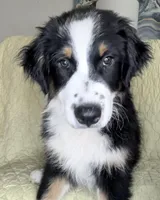 Easter Special Freckles -Black Tri, a male Australian Shepherd for sale in Colton, CA – Photo 4 of 7