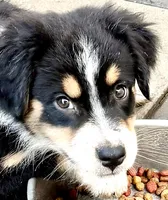 Special Labor Day Price -Chip, a male Australian Shepherd for sale in Colton, CA – 3 of 9
