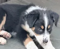 Chip, a male Australian Shepherd for sale in Colton, CA – 2 of 9