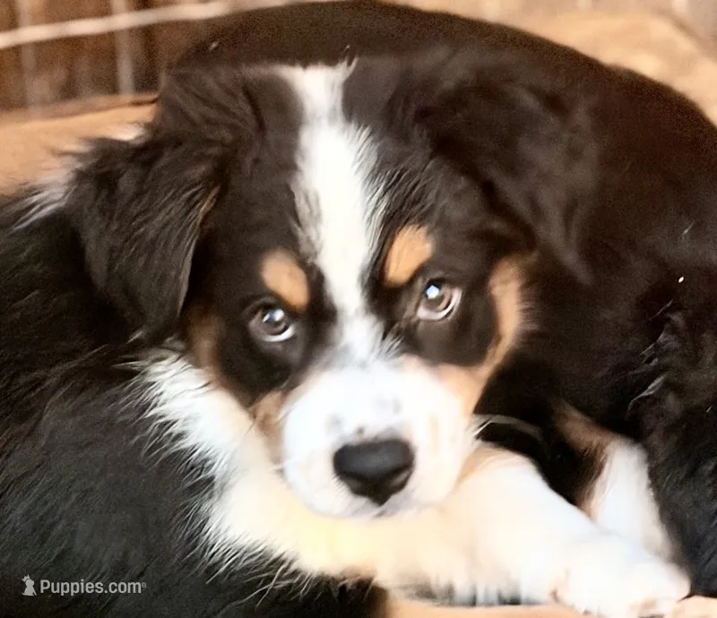 Flower – Australian Shepherd puppy for sale in Colton, CA