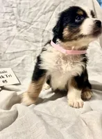 Black Tri #5, a female Australian Shepherd for sale in Colton, CA – 7 of 9