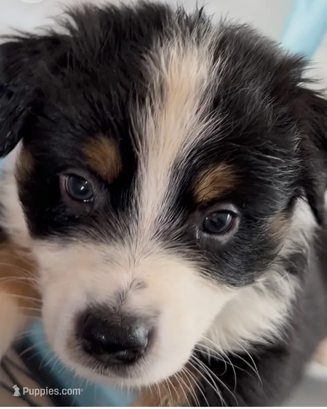 Black Tri #4 – Australian Shepherd puppy for sale in Colton, CA