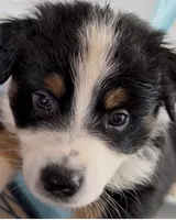 Chip - Black Tri #4, a male Australian Shepherd for sale in Colton, CA – 2 of 10