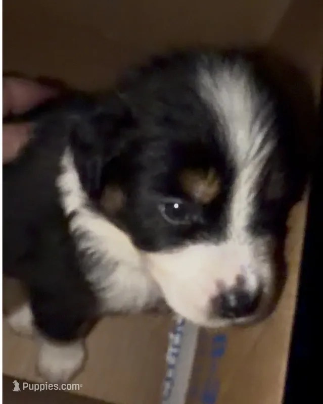 Black Tri #4 – Australian Shepherd puppy for sale in Colton, CA