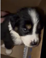 Chip - Black Tri #4, a male Australian Shepherd for sale in Colton, CA – 6 of 10