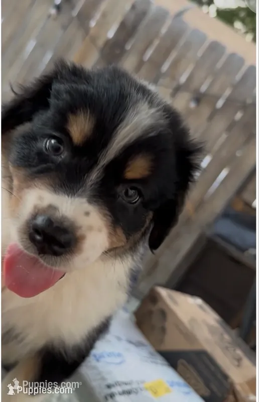 Ember - Black Tri #6 – Australian Shepherd puppy for sale in Colton, CA