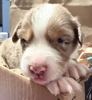 Red Merle #9, a male Australian Shepherd for sale in Colton, CA – 6 of 9