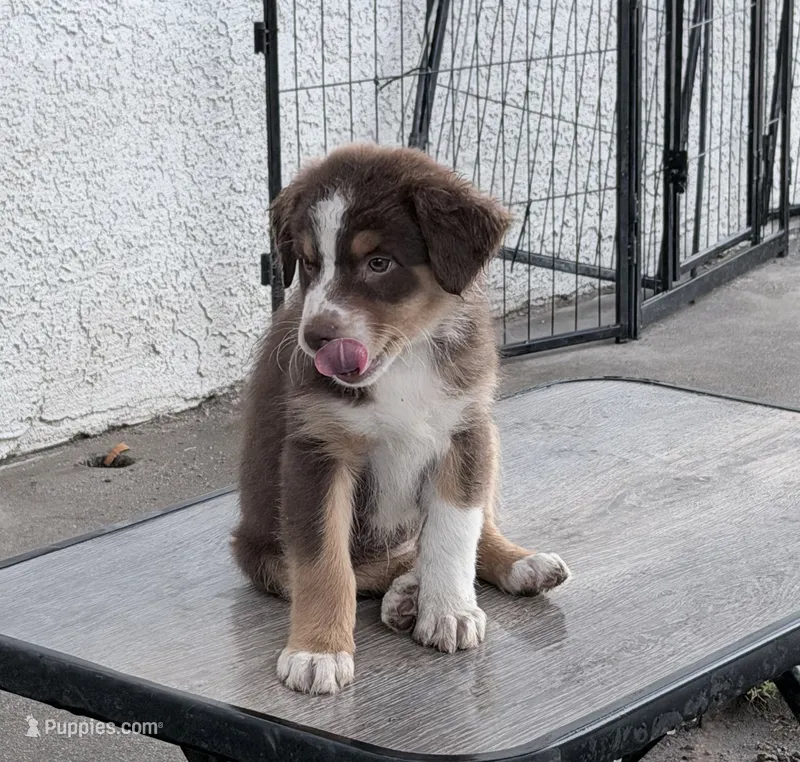Hanna  – Australian Shepherd puppy for sale in Colton, CA