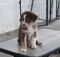 Hanna , a female Australian Shepherd for sale in Colton, CA – 1 of 10
