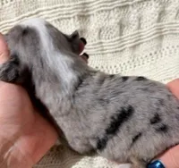 Blue Merle #8, a female Australian Shepherd for sale in Colton, CA – 2 of 2