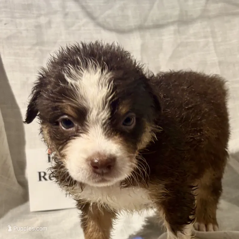 Red Tri #2 – Australian Shepherd puppy for sale in Colton, CA
