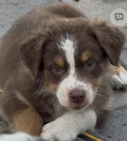 Special Labor Day Price Hanna , a female Australian Shepherd for sale in Colton, CA – 3 of 9