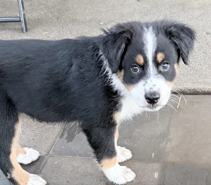 Chip – Australian Shepherd puppy for sale in Colton, CA