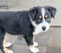 Chip, a male Australian Shepherd for sale in Colton, CA – 1 of 9