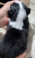 Black Tri #5, a female Australian Shepherd for sale in Colton, CA – 4 of 9