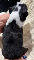 Black Tri #6, a female Australian Shepherd for sale in Colton, CA – 2 of 3