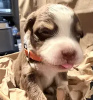 Hanna - Red Tri #2, a female Australian Shepherd for sale in Colton, CA – 4 of 9