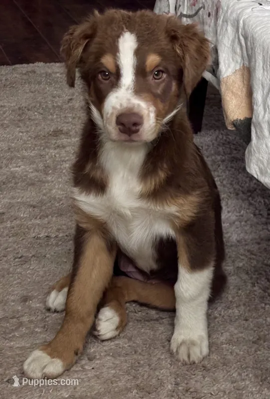  Hanna - PUREBRED AUSTRALIAN SHEPHERD – Australian Shepherd puppy for sale in Colton, CA