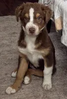  Hanna -  Negotiable, a female Australian Shepherd for sale in Colton, CA – 1 of 9