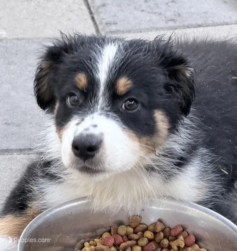 Ember  – Australian Shepherd puppy for sale in Colton, CA