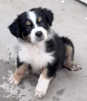  PUREBRED AUSTRALIAN SHEPHERD - Daisy, a female Australian Shepherd for sale in Colton, CA – 1 of 10