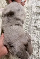 Red Merle #3, a male Australian Shepherd for sale in Colton, CA – 3 of 3