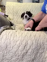 Black Tri, a female Australian Shepherd for sale in Colton, CA – Photo 7 of 10