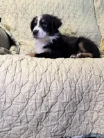 Black Tri, a female Australian Shepherd for sale in Colton, CA – Photo 10 of 10
