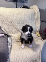 Black Tri, a female Australian Shepherd for sale in Colton, CA – Photo 4 of 10