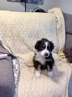 Black Tri, a female Australian Shepherd for sale in Colton, CA – Photo 9 of 10