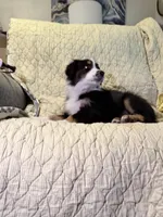 Black Tri, a female Australian Shepherd for sale in Colton, CA – Photo 6 of 10