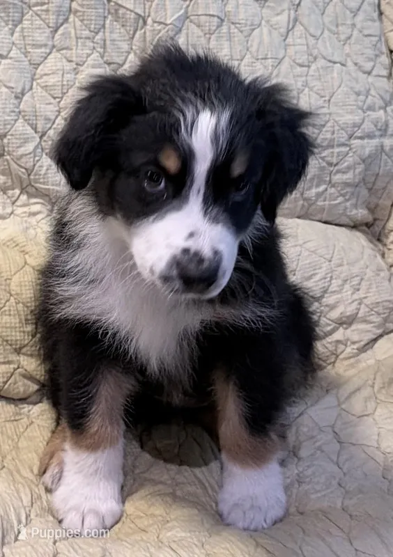 Black Tri – Australian Shepherd puppy for sale in Colton, CA