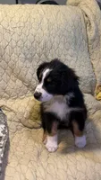 Black Tri, a female Australian Shepherd for sale in Colton, CA – Photo 3 of 10