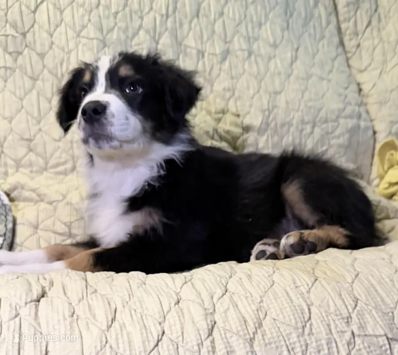 Black Tri – Australian Shepherd puppy for sale in Colton, CA