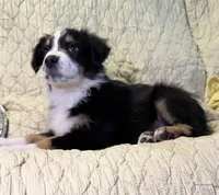 Black Tri, a female Australian Shepherd for sale in Colton, CA – Photo 2 of 10