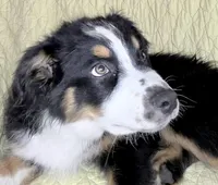 Easter Special Lovey - Black Tri, a female Australian Shepherd for sale in Colton, CA – Photo 7 of 7