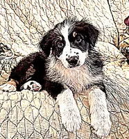 Lovey - Black Tri, a female Australian Shepherd for sale in Colton, CA – Photo 2 of 6