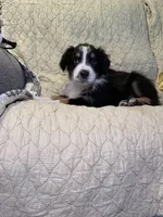 Black Tri, a female Australian Shepherd for sale in Colton, CA – Photo 5 of 10