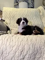 Black Tri, a female Australian Shepherd for sale in Colton, CA – Photo 8 of 10