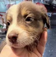 Hanna - Red Tri #2, a female Australian Shepherd for sale in Colton, CA – 9 of 9