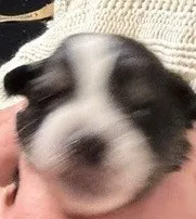 Black Tri #4 – Australian Shepherd puppy for sale in Colton, CA