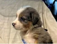 Blue Merle #8, a female Australian Shepherd for sale in Colton, CA – 3 of 10